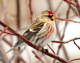 Redpoll Common D-101.jpg