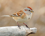 Sparrow, American Tree