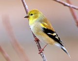 Goldfinch, American (winter plumage)
