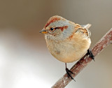 Sparrow, American Tree