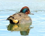 Teal, Green-winged