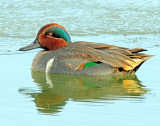 Teal, Green-winged