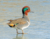 Teal, Green-winged