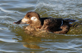 Scoter,  White-winged