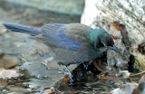 Grackle, Common