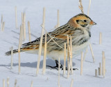 Longspur, Lapland