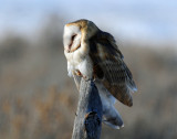 Owl, Barn