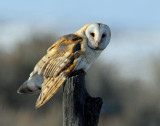 Owl, Barn