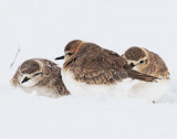 Plover, Mountain