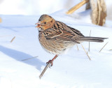 Sparrow, Harris's