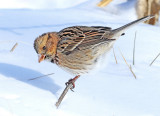 Sparrow, Harris's