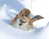 Sparrow, Harris's