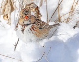 Sparrow, Harris's