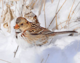 Sparrow, Harris's