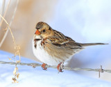 Sparrow, Harris's