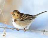 Sparrow, Harris's