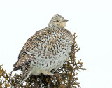 Grouse, Sharp-tailed