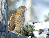 Hawk, Sharp-shinned