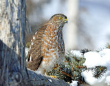 Hawk, Sharp-shinned