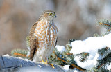 Hawk, Sharp-shinned