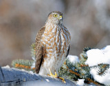 Hawk, Sharp-shinned