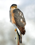 Hawk, Sharp-shinned