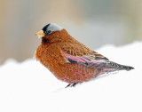 Rosy-Finch, Gray-crowned (Jan, 2013)