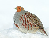 Partridge, Gray
