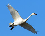 Swan Tundra D-050.jpg