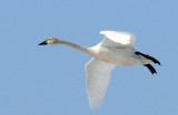 Swan Tundra D-054.jpg