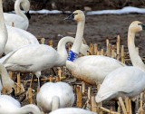 Swan Tundra D-075.jpg