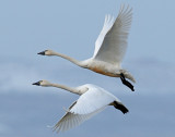 Swan Tundra D-099.jpg