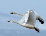 Swan Tundra D-100.jpg
