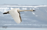 Swan Tundra D-113A.jpg
