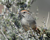 Sparrows, Rufous-crowned