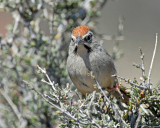 Sparrows, Rufous-crowned