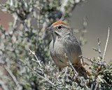 Sparrows, Rufous-crowned