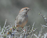 Sparrows, Rufous-crowned