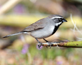 Sparrow's, Black-throated