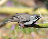 Sparrows, Black-throated