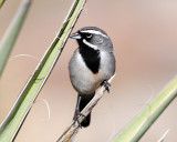 Sparrow's, Black-throated