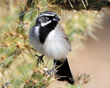 Sparrows, Black-throated