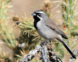 Sparrow's, Black-throated