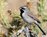 Sparrows, Black-throated