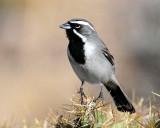 Sparrow's, Black-throated