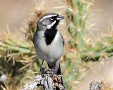 Sparrows, Black-throated