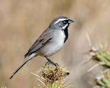 Sparrow's, Black-throated
