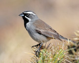 Sparrows, Black-throated