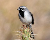 Sparrows, Black-throated