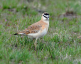 Plover, Mountain